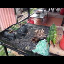 Eine Masse aus Kokosnuss und Fisch wird in Bananenblätter gewickelt auf Spießen gegrillt, schmeckt